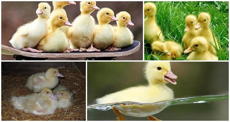 ducklings go bald