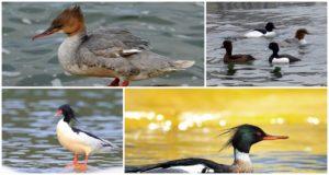 Description of the species and characteristics of merganser ducks, what they eat and lifestyle