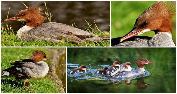 merganser patka