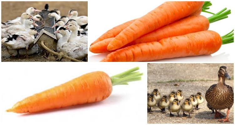 carrots for ducklings