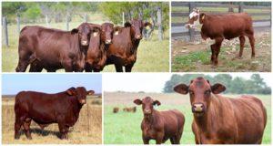 Descripción y características de santa gertrudis, cría de vacas de esta raza.