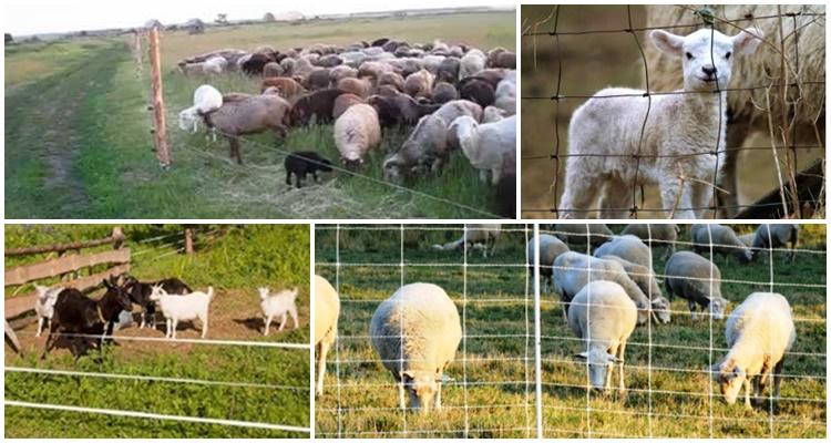 berger électrique pour moutons