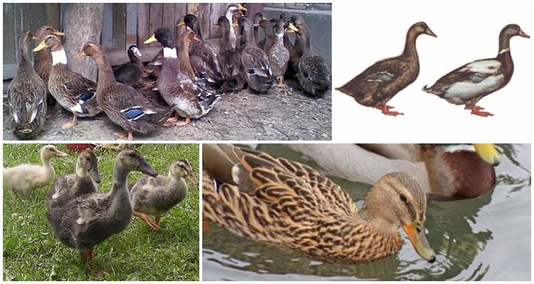 different ducks