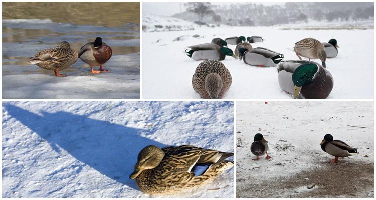 canards hivernants