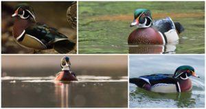 L'apparence et les caractéristiques des canards Caroline, où vit la race et son alimentation