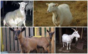 Causes and symptoms of endometritis in goats, methods of treatment and prevention