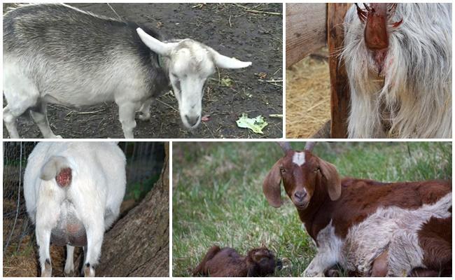 discharge from a goat before lambing