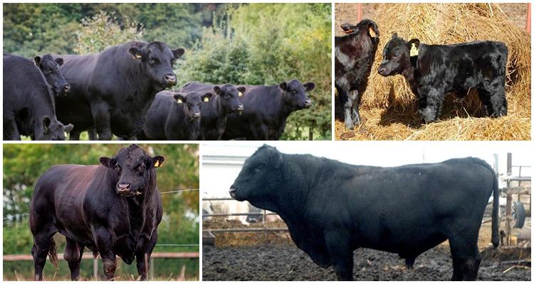 Plemeno Aberdeen Angus