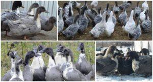 Description et caractéristiques de la race de canards bleus préférés, leur culture