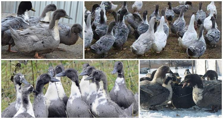 bleu canard préféré