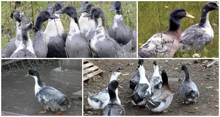 bleu canard préféré