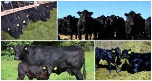 Description and characteristics of Aberdeen Angus cattle, breeding and care