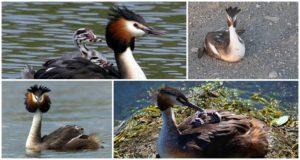 Description et habitats du canard crapaud, comportement et régime de la faune