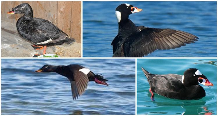 patos salvajes