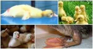 Why ducklings sit and fall on their feet and treatment of diseases at home