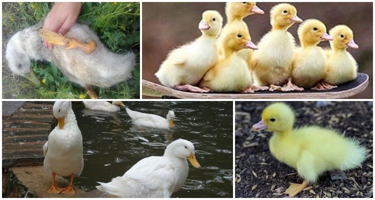 los patitos caen a sus pies