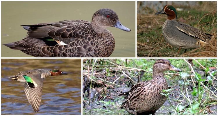 patitos salvajes