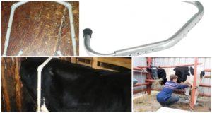 The dimensions of the anti-break for cows and how to do it yourself, accustoming to milking