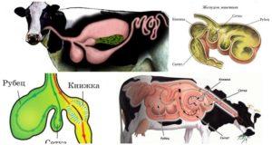 La structure de l'estomac chez les ruminants et les caractéristiques de la digestion, les maladies