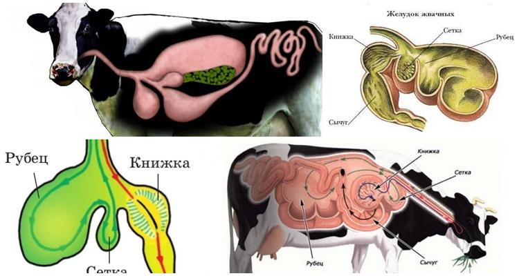 órganos digestivos