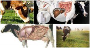 What to do at home if a cow has a stomach and how to start it