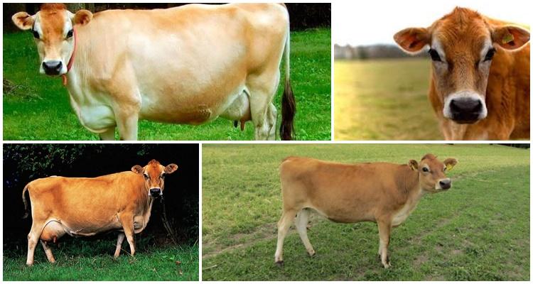 différentes vaches