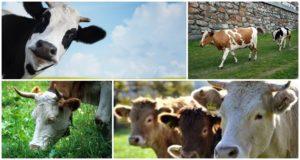 Tipos de vacas y cómo elegir el animal correcto, los 5 criterios principales principales