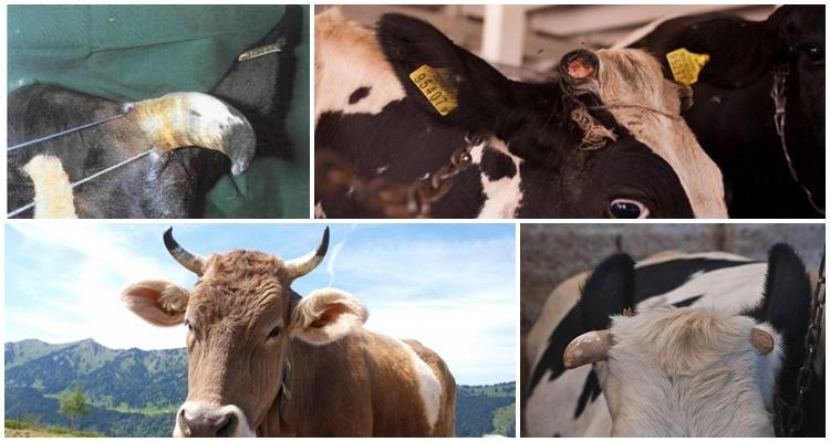 Por que las vacas se ponen a tope y que hacer, los 5 mejores métodos de destete