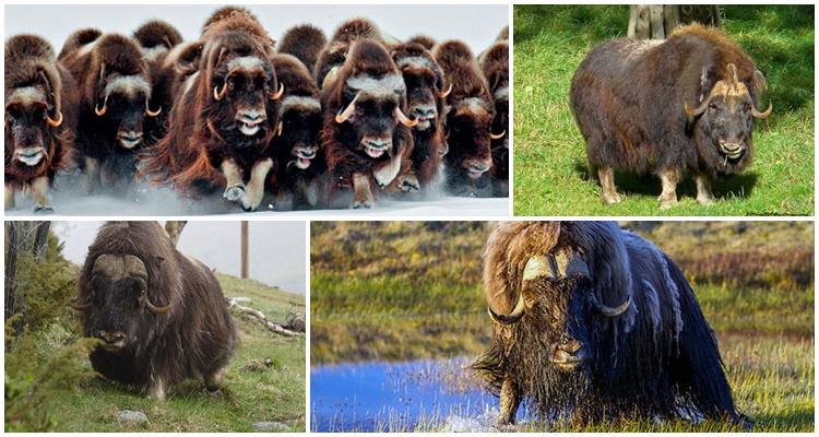 musk ox where it lives