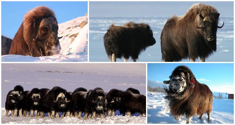 musk ox where it lives