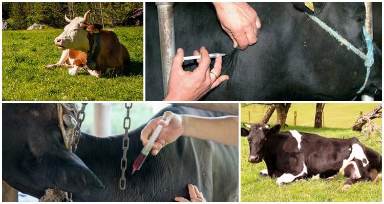 antibiotiques pour une vache