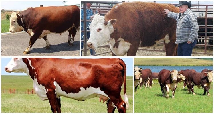 Raza hereford