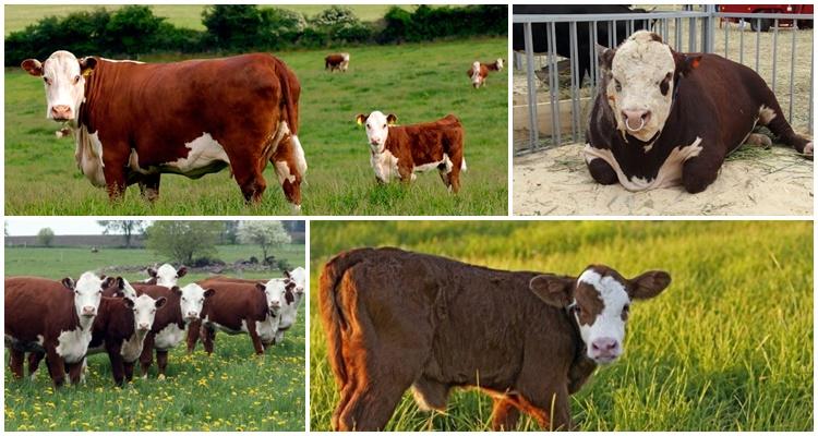 Raza hereford