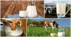 What is the normal percentage of fat in homemade cow's milk and what it depends on