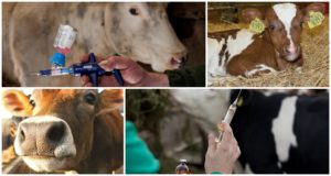 Combien de vaches ont peur des injections et des types d'injections, où faire et erreurs