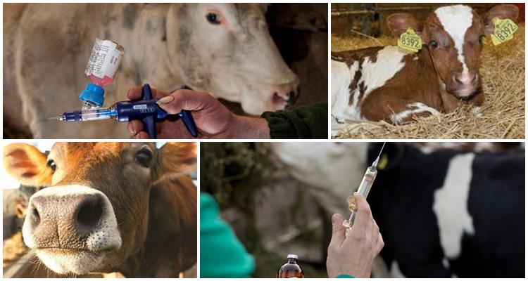 un coup à une vache