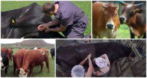 Why cows get holes in their sides and fistulas, the meaning of a flipper