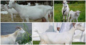 Description and characteristics of Gorky goats, pros and cons and care