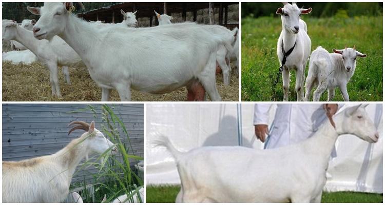 gorky goat breed