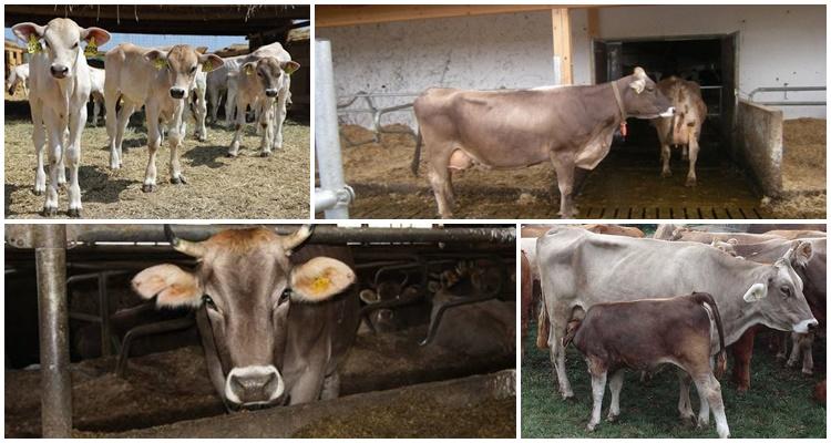 Swiss cow breed