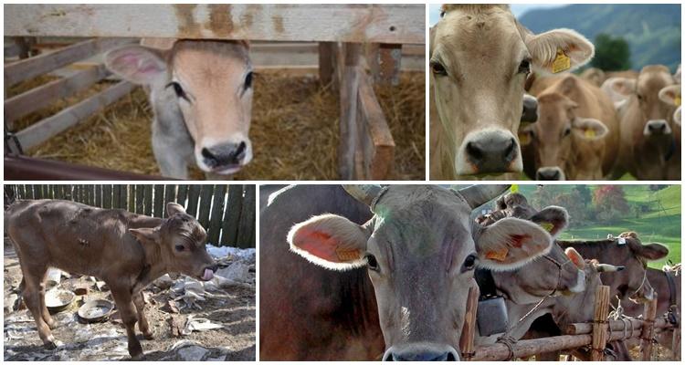 céréales de brasserie comme aliments pour le bétail