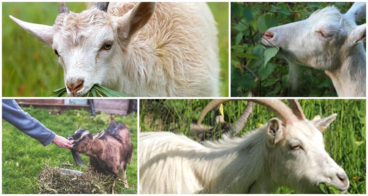 gusanos en cabras