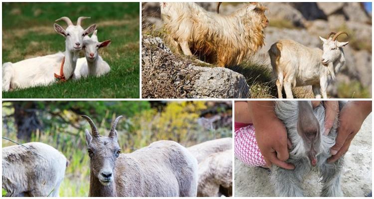 comment stimuler une chèvre à chasser