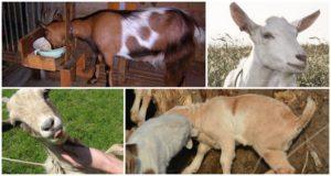 Causes and symptoms of coccidiosis in sheep and goats, diagnosis and treatment