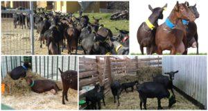 Descripción y características de las cabras de la raza española Murciano Granadina, cuidado.