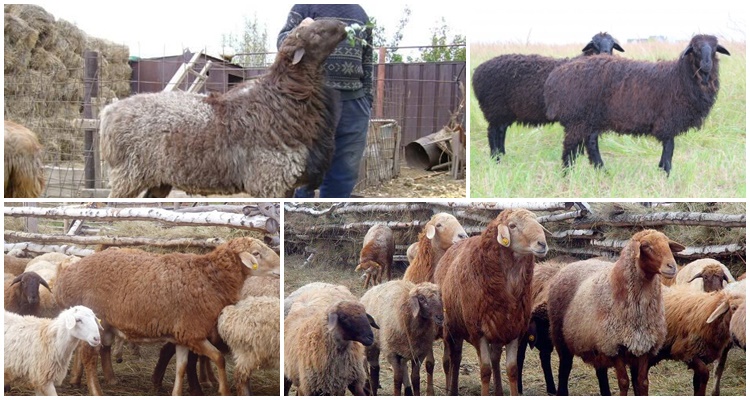 edilbaevskaya breed of sheep