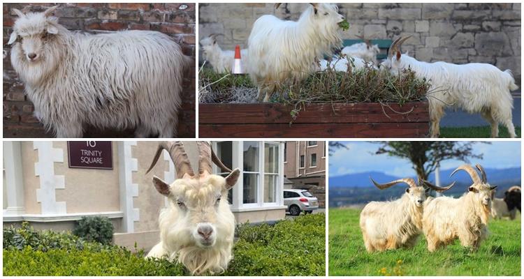 las cabras están caminando