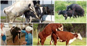 Best age for mating cows and possible insemination problems