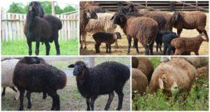 Description and characteristics of Edilbaevskaya sheep breed, breeding rules