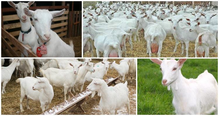 La température de garde des chèvres en hiver et est-il possible d'agneler dans une chambre froide